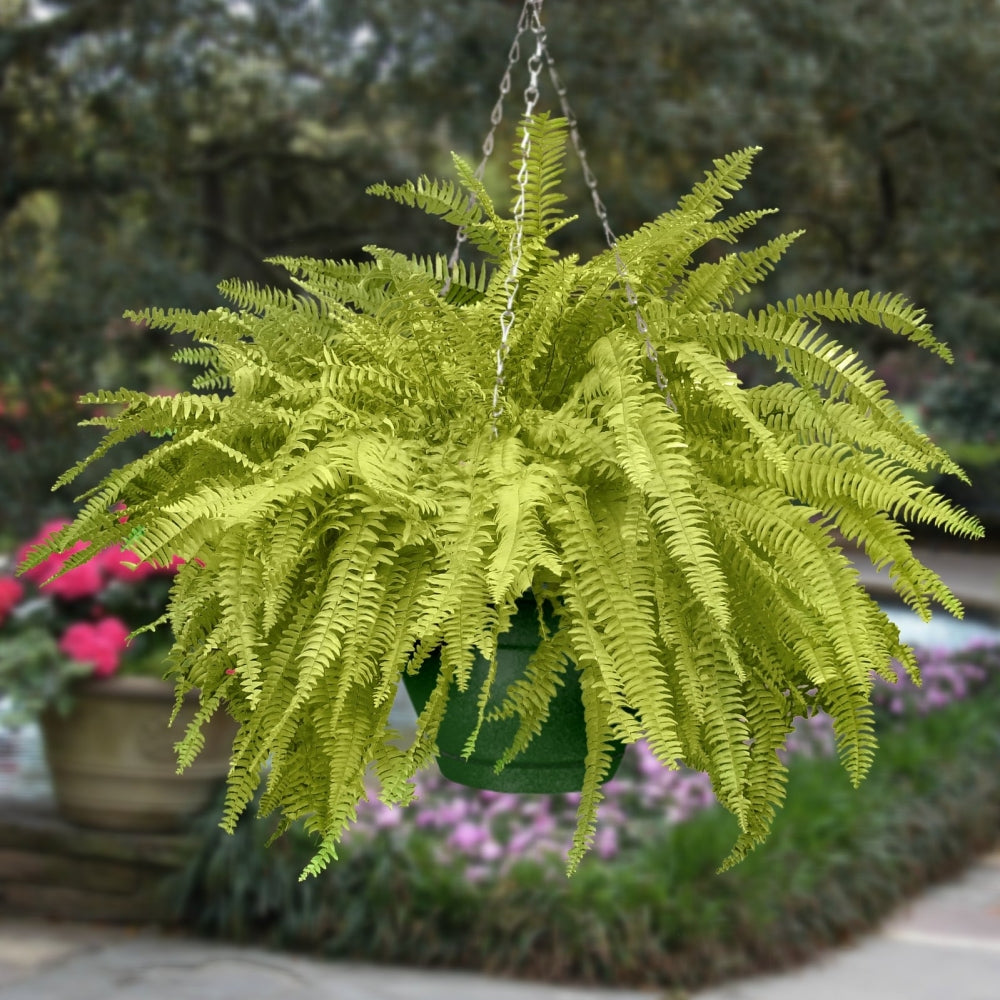 12" Hunter Green Caribbean Hanging Basket