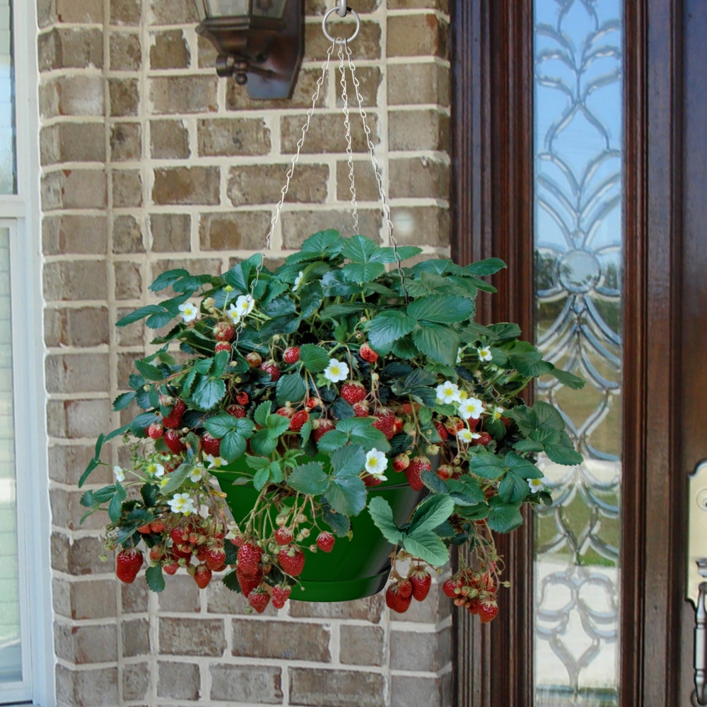 12" Hunter Green Caribbean Hanging Basket