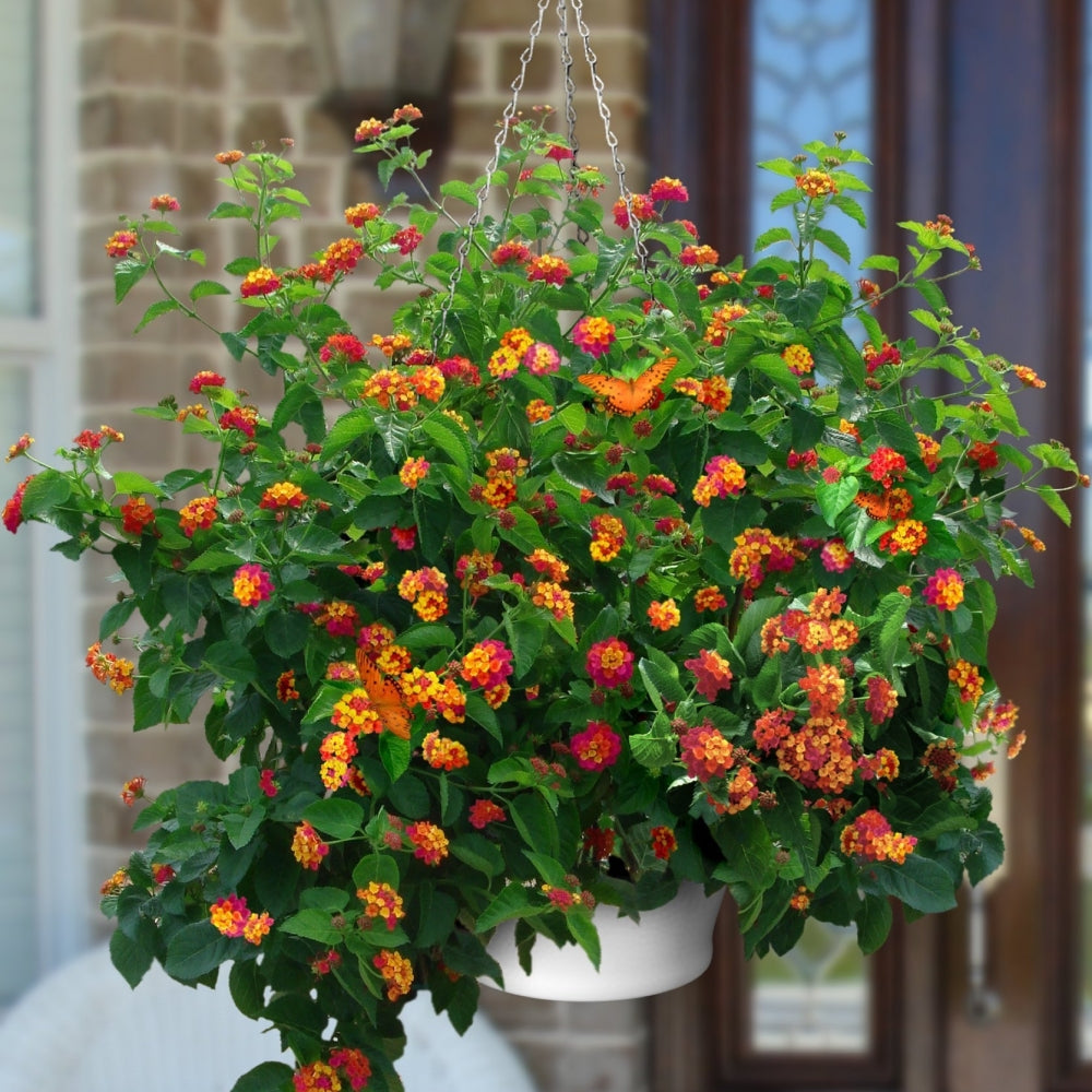 12" White Caribbean Hanging Basket