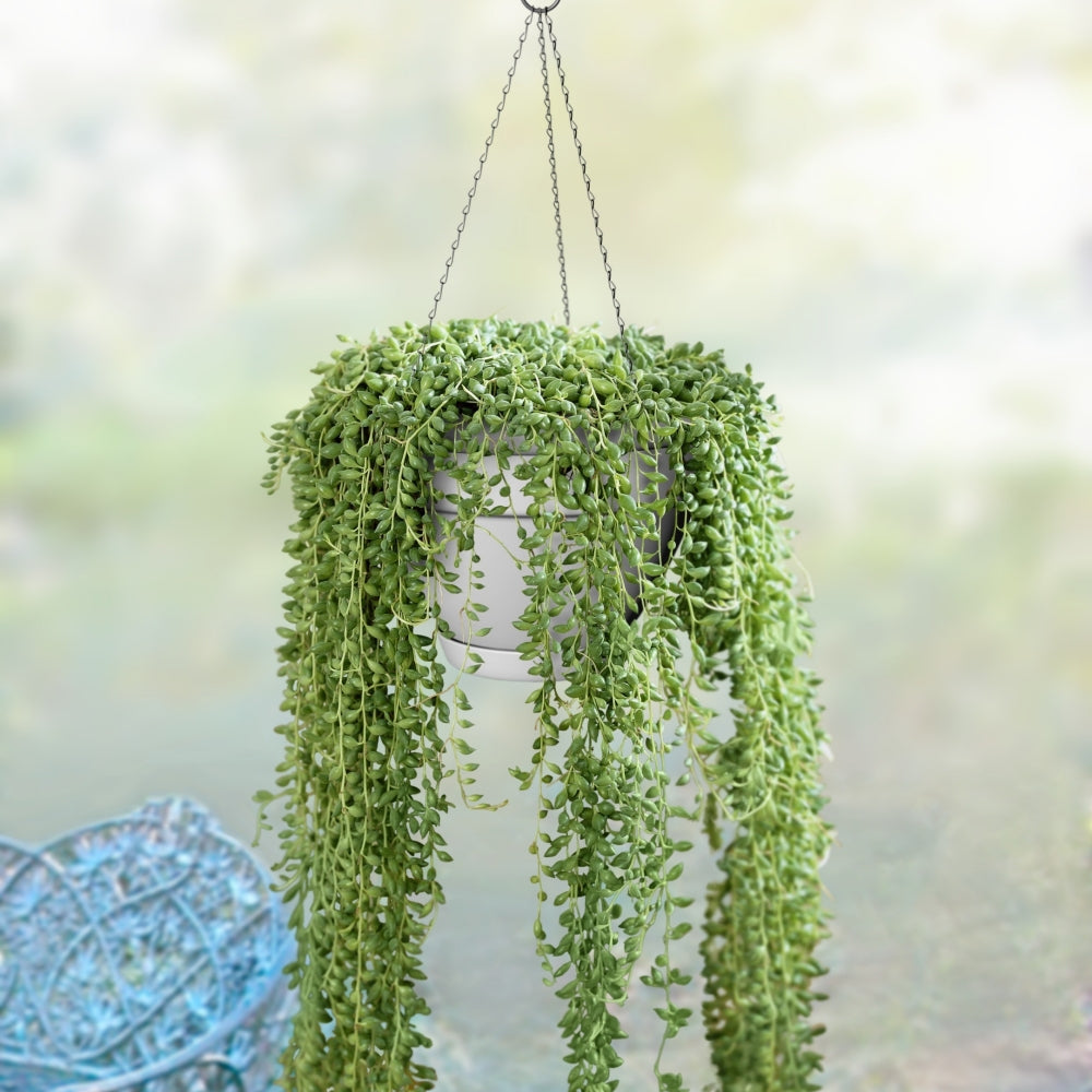 12" White Caribbean Hanging Basket