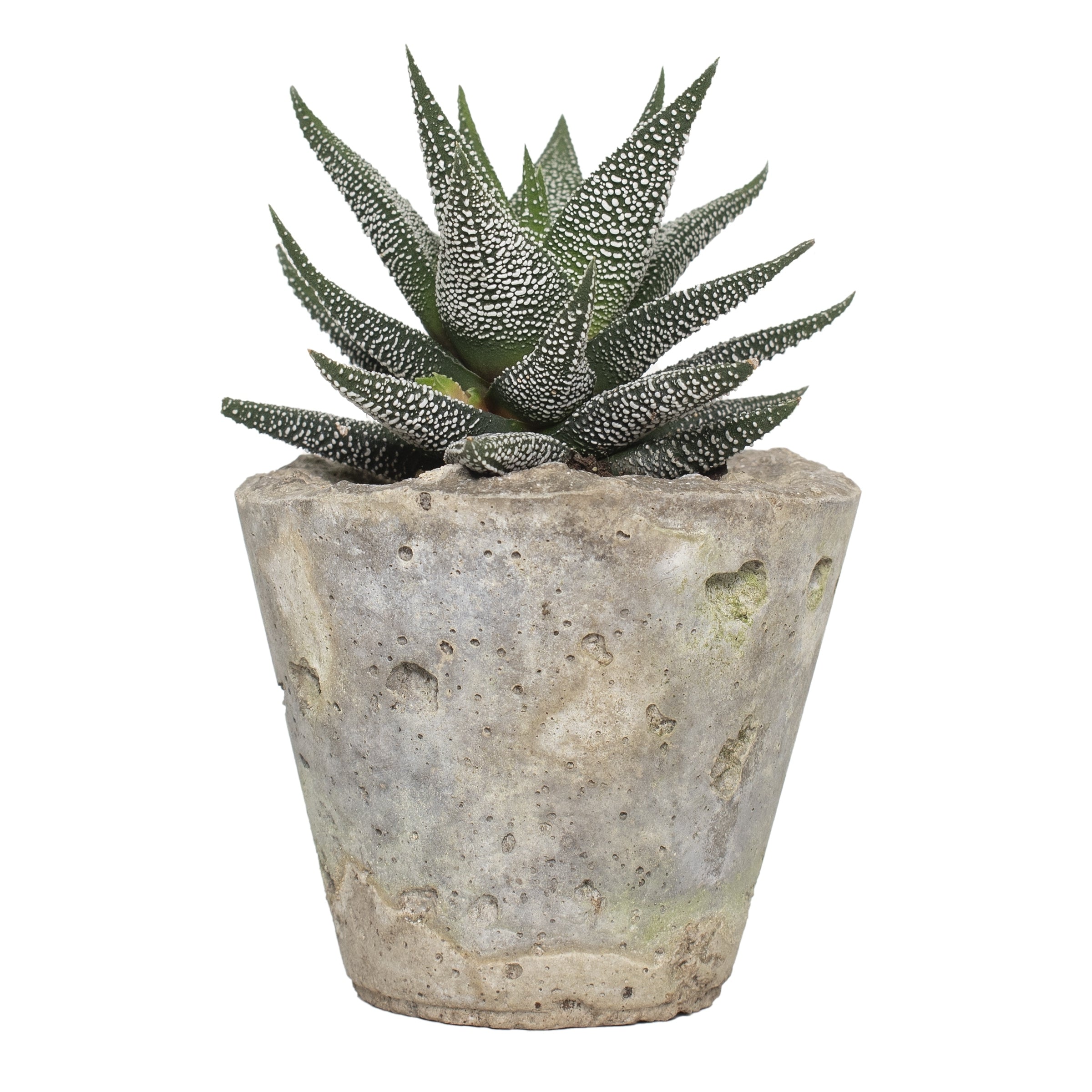 Small Dish Succulent Garden (Echeveria) 4" Pot , THE BIG PLANT SALE