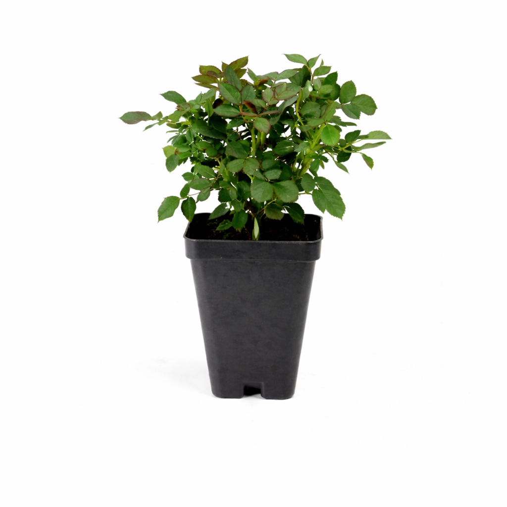 Rosa, Miniflora 'Yellow' Rose - 2.5" Pot