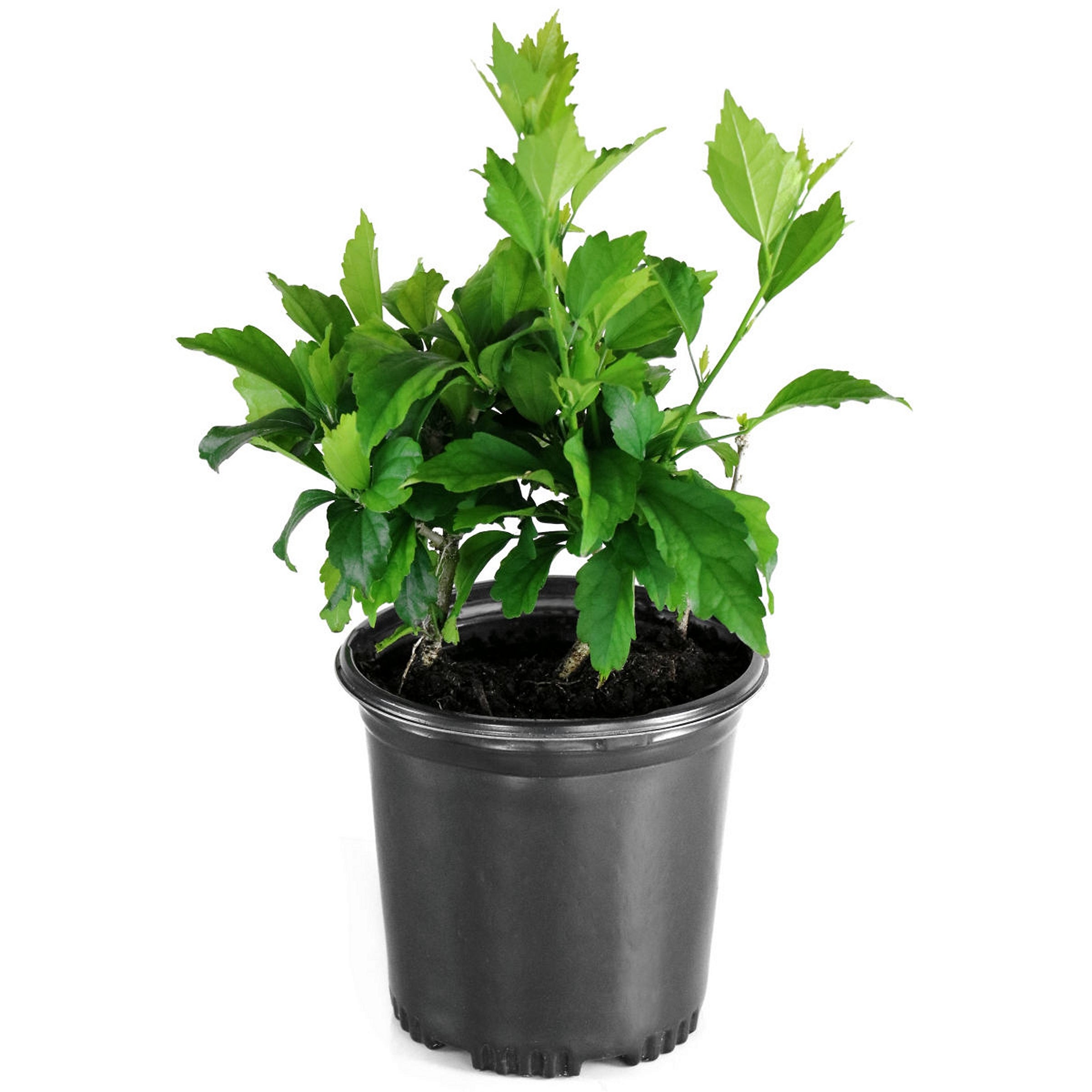 Hibiscus, First Edition, Rose of Sharon 'Fiji™' - 2  Gallon Pot