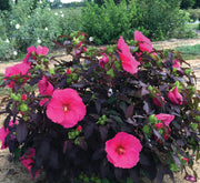 Hibiscus Head-over-Heels ‘Passion’ - 1G Pot