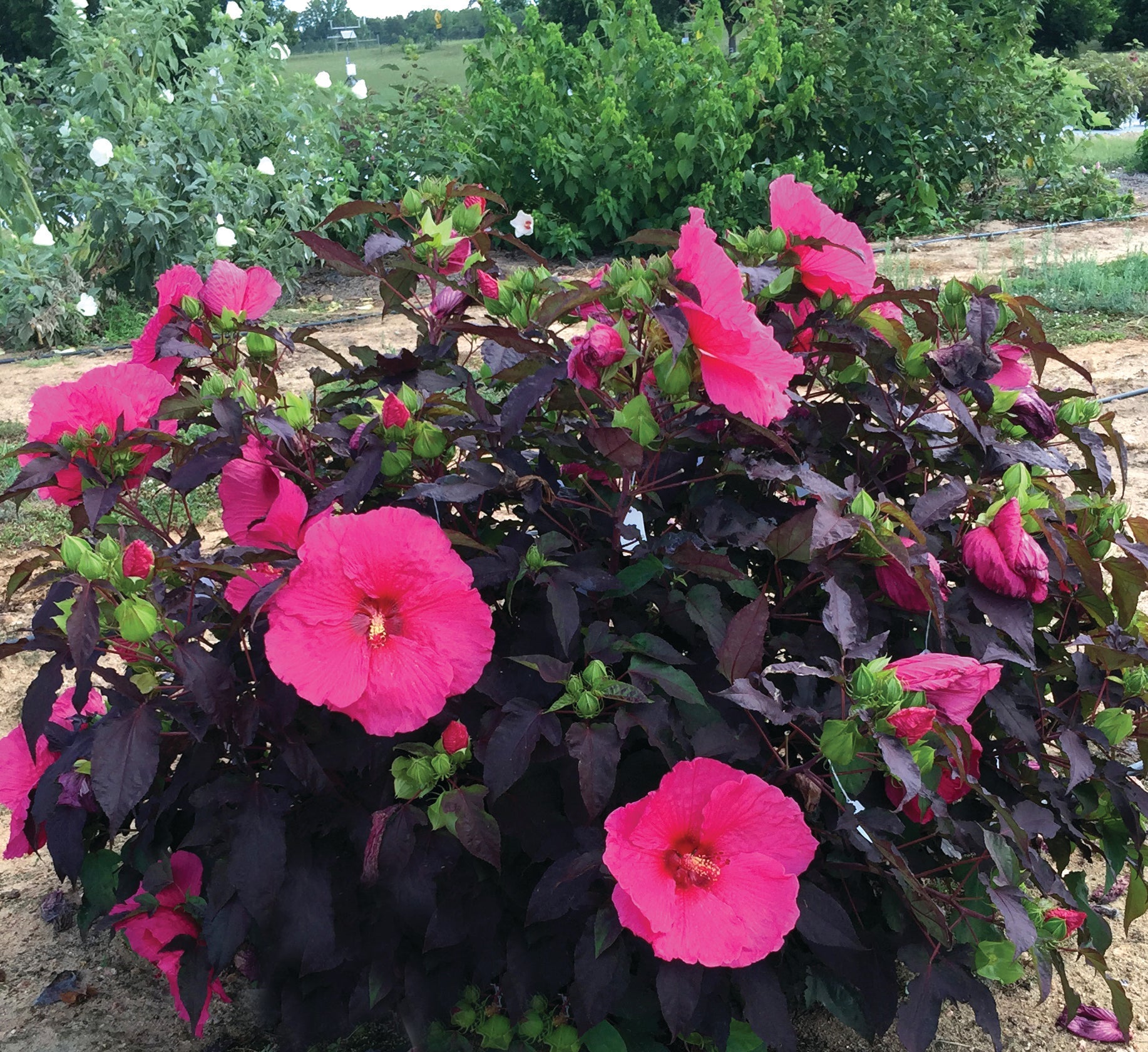 Hibiscus Head-over-Heels ‘Passion’ - 1G Pot