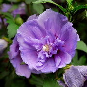 Hibiscus Rose of Sharon Tree 'Dark Lavender Chiffon® - 1 Gallon Pot