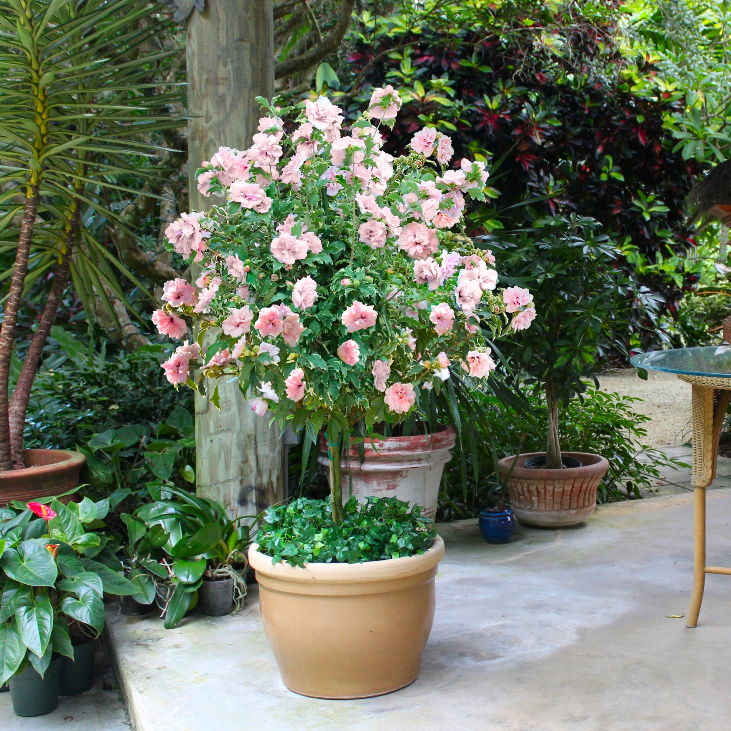 Hibiscus 'Sugar Tip' Rose of Sharon Tree, 8" Pot
