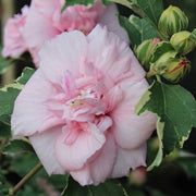 Hibiscus 'Sugar Tip' Rose of Sharon Tree, 8" Pot