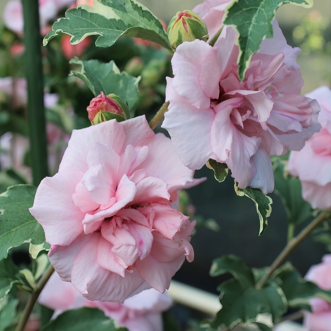 Trees | Hibiscus – Cottage Farms