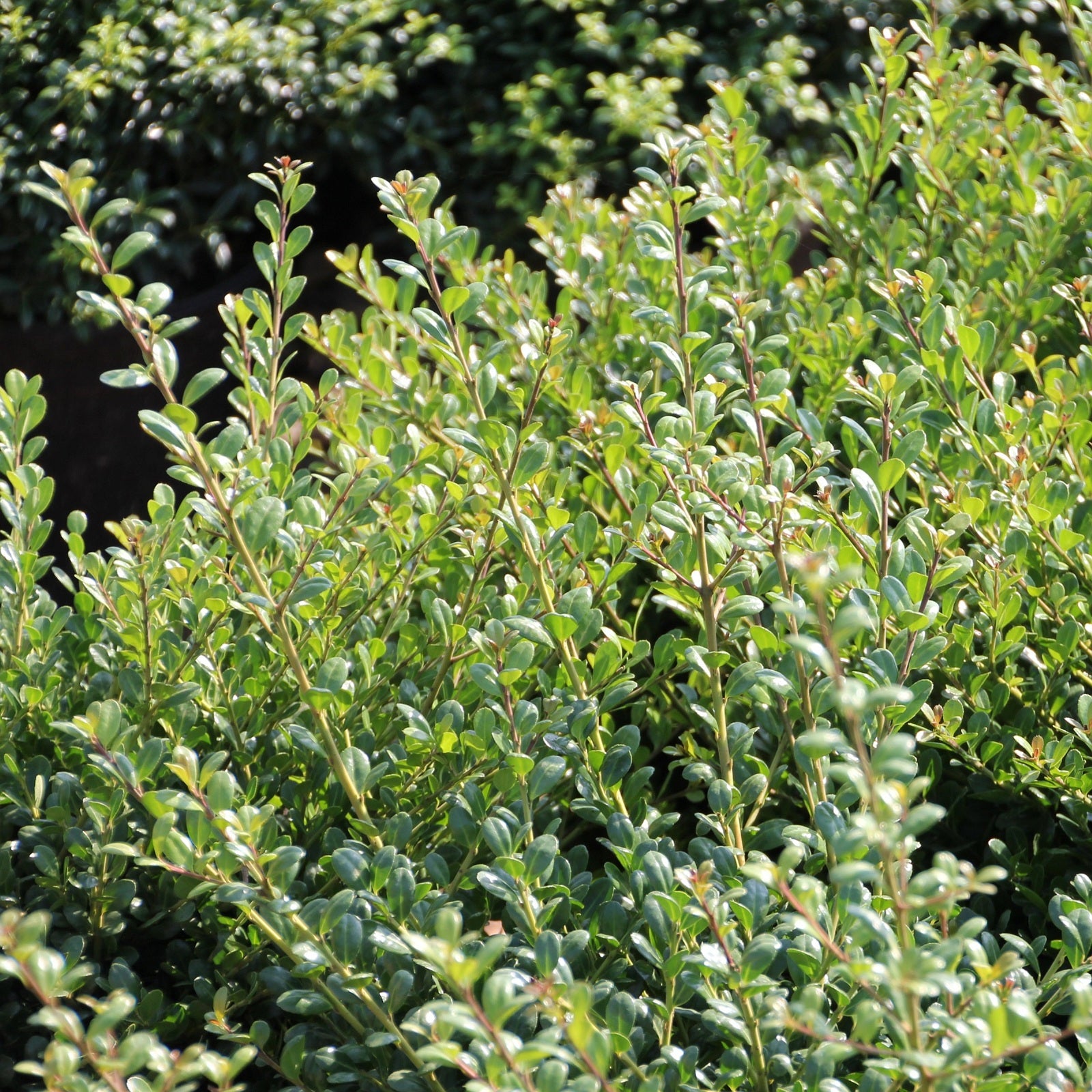 Ilex, Holly 'Compacta' - 3 Gallon Pot
