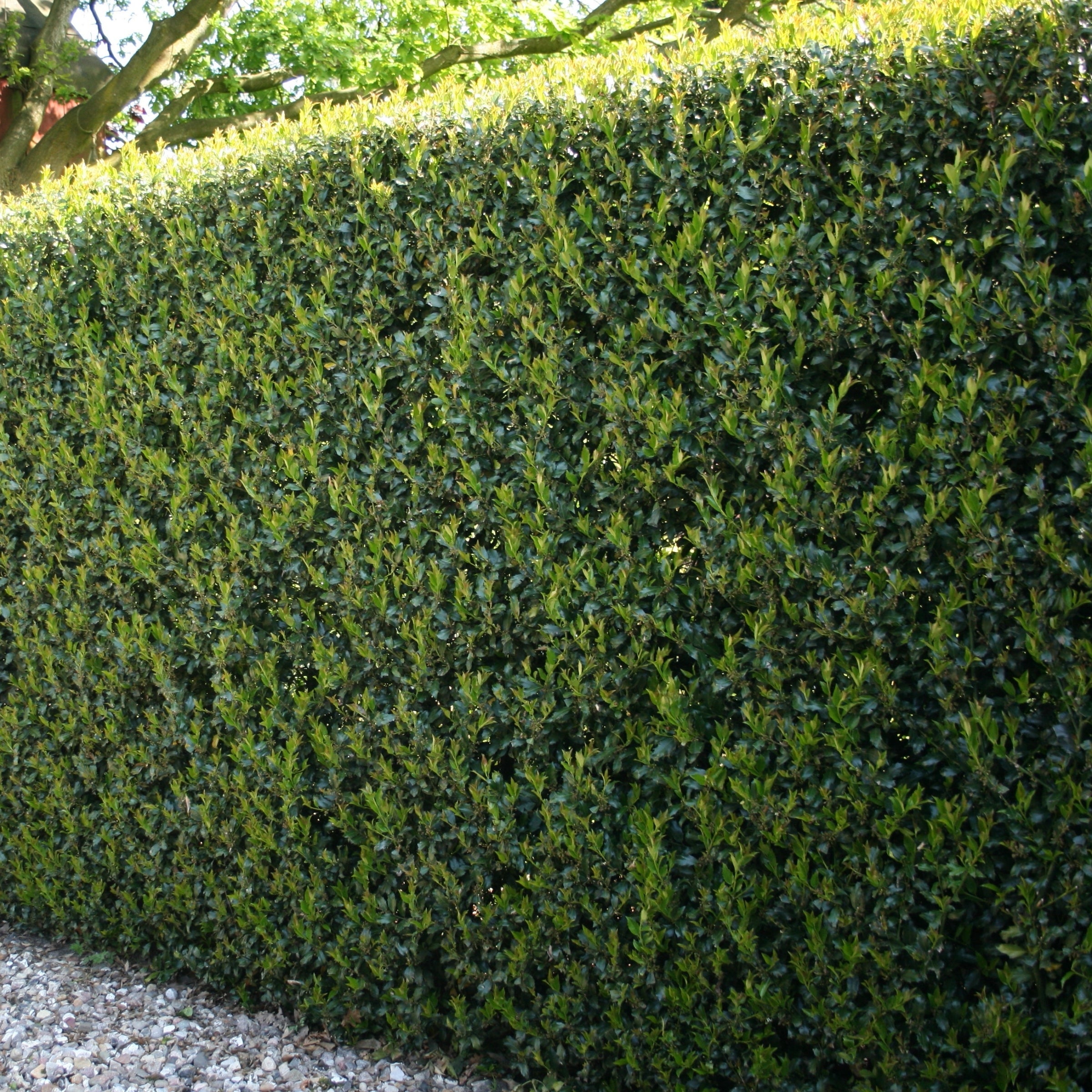 Ilex, Holly 'Dwarf Burford' - 1 Gallon (Pick Up Only)