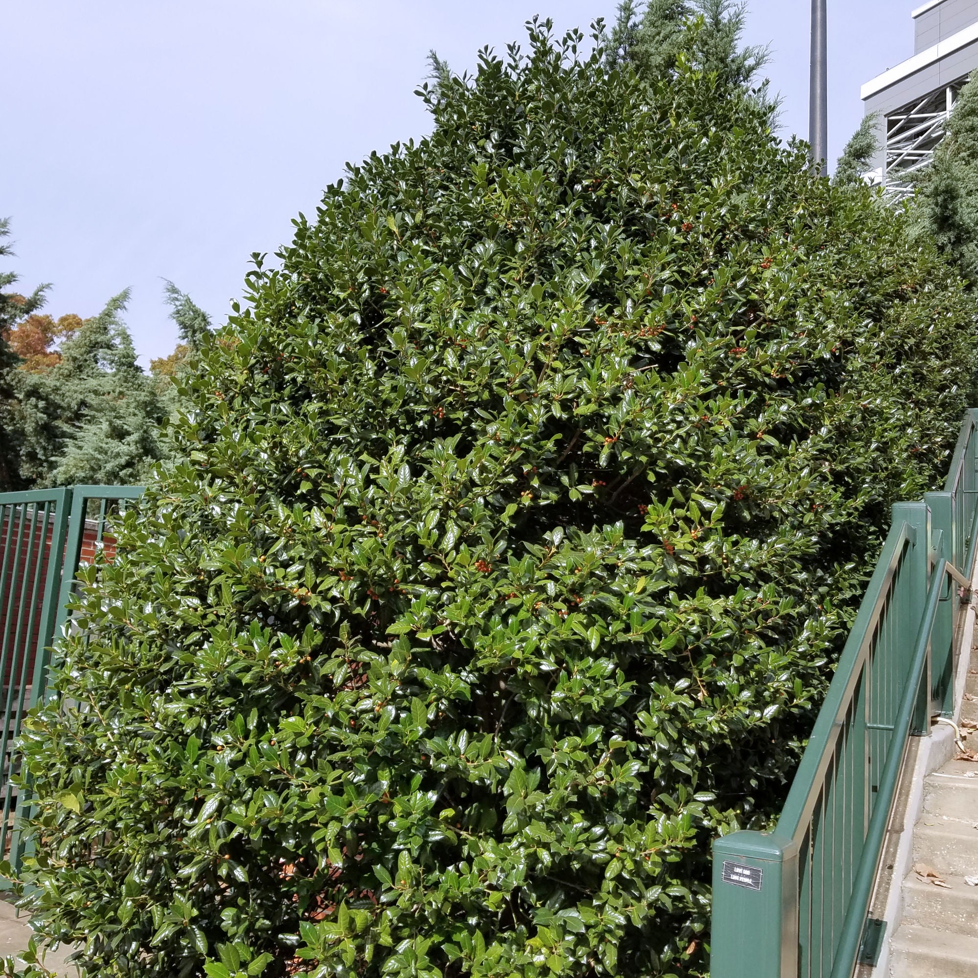 Ilex, Holly 'Dwarf Burford' - 1 Gallon (Pick Up Only)