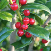 Ilex, Holly 'Needlepoint' - 1 Gallon (Pick Up  Only)