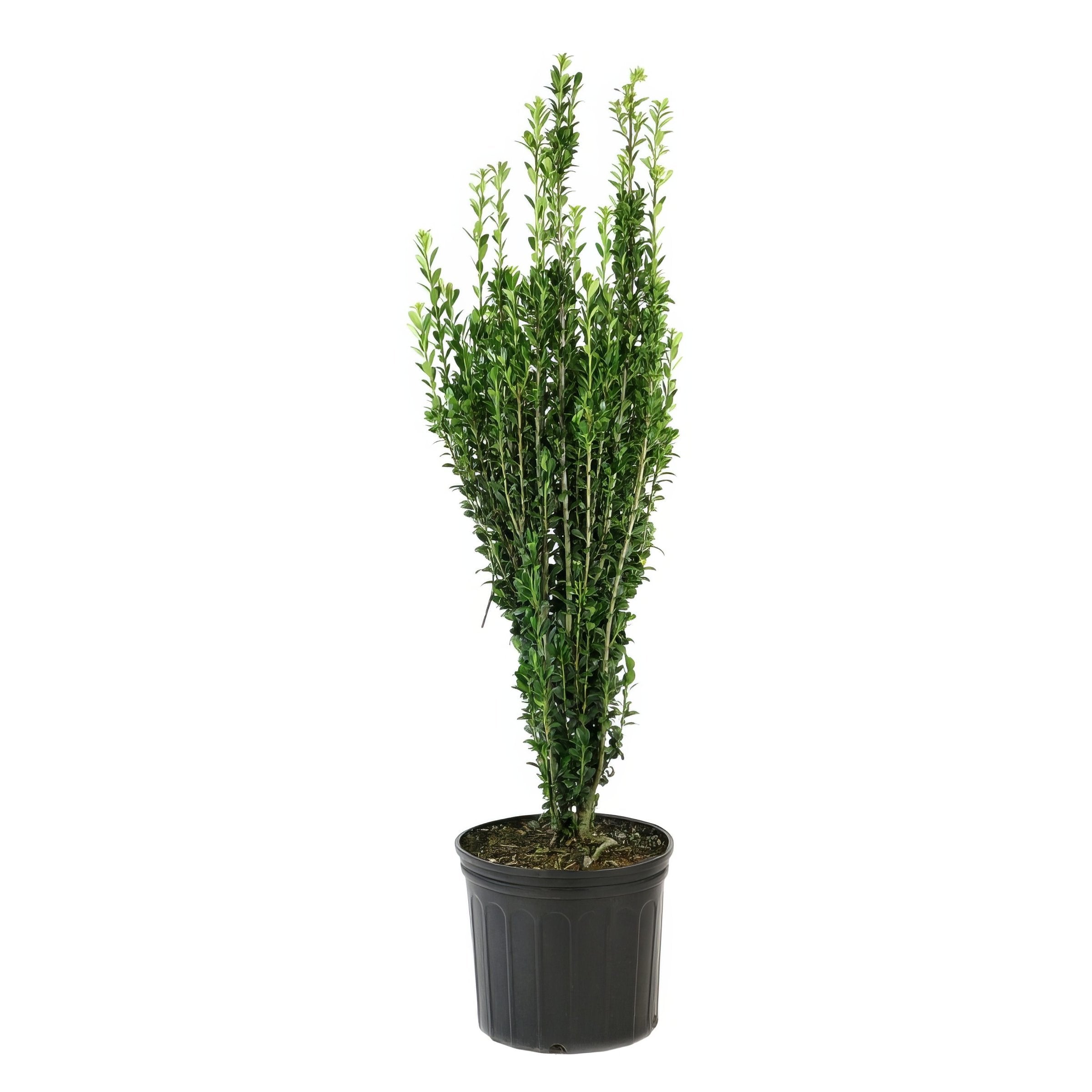 Sky Pencil, Japanese Holly - 3 Gallon Pot
