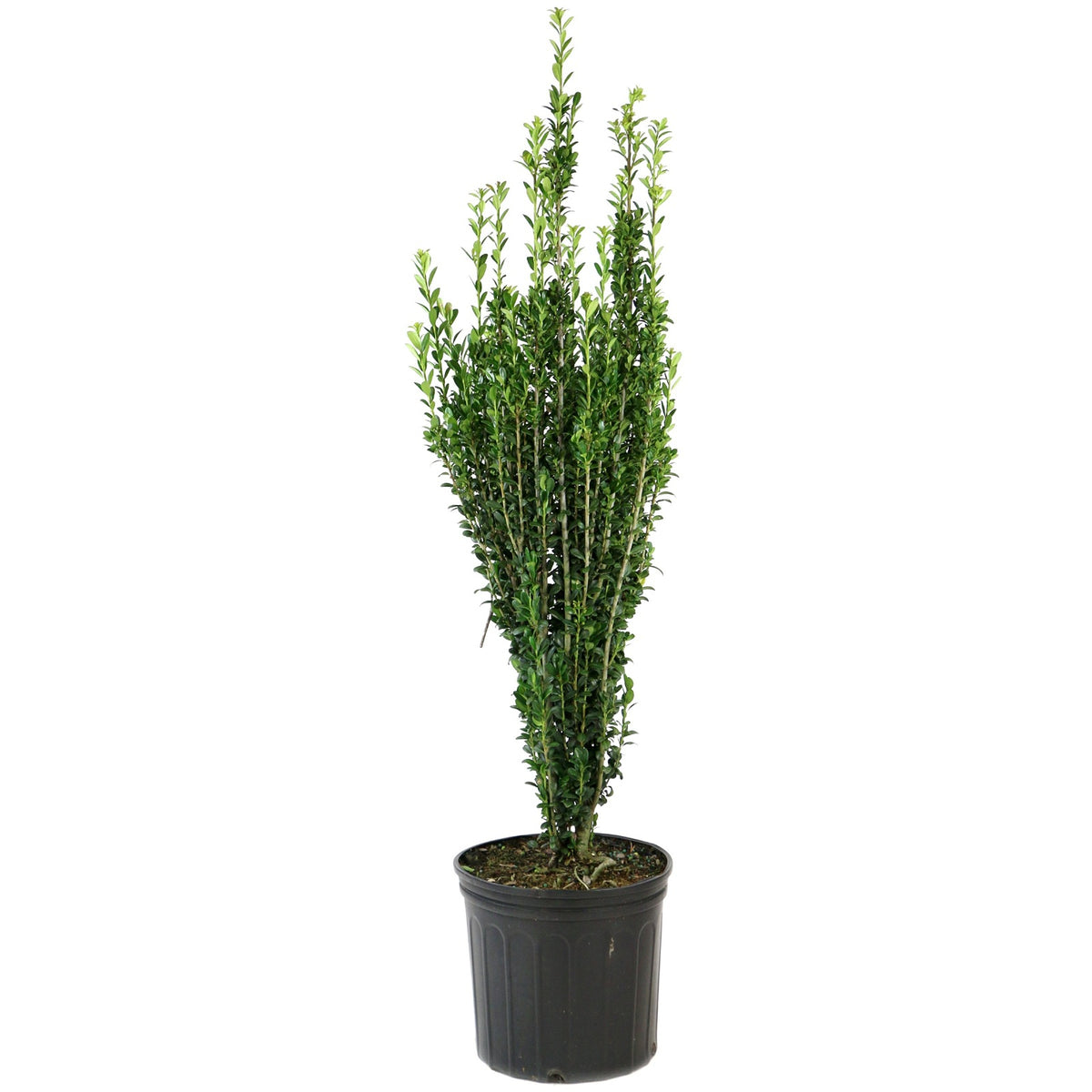 Sky Pencil, Japanese Holly - 3 Gallon Pot (NOVEMBER PICK UP SALE)