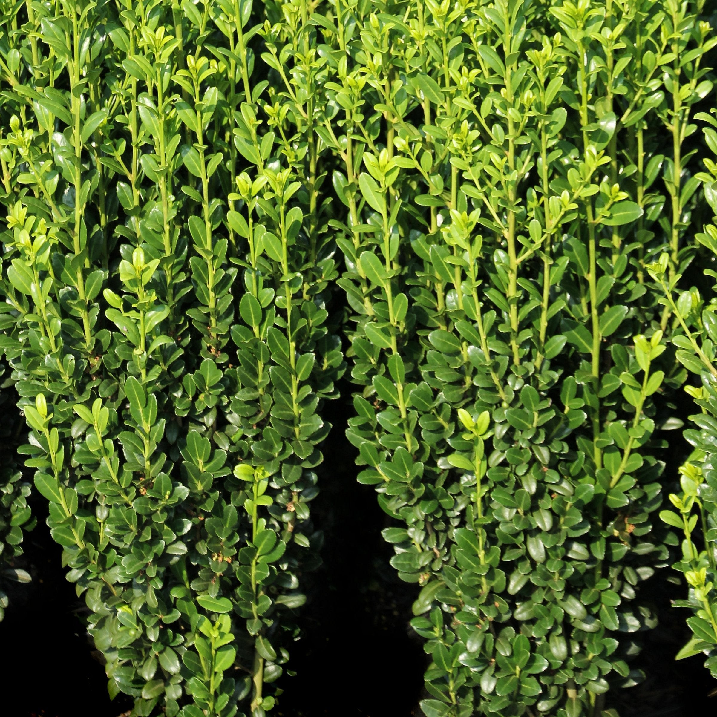 Sky Pencil, Japanese Holly - 3 Gallon Pot