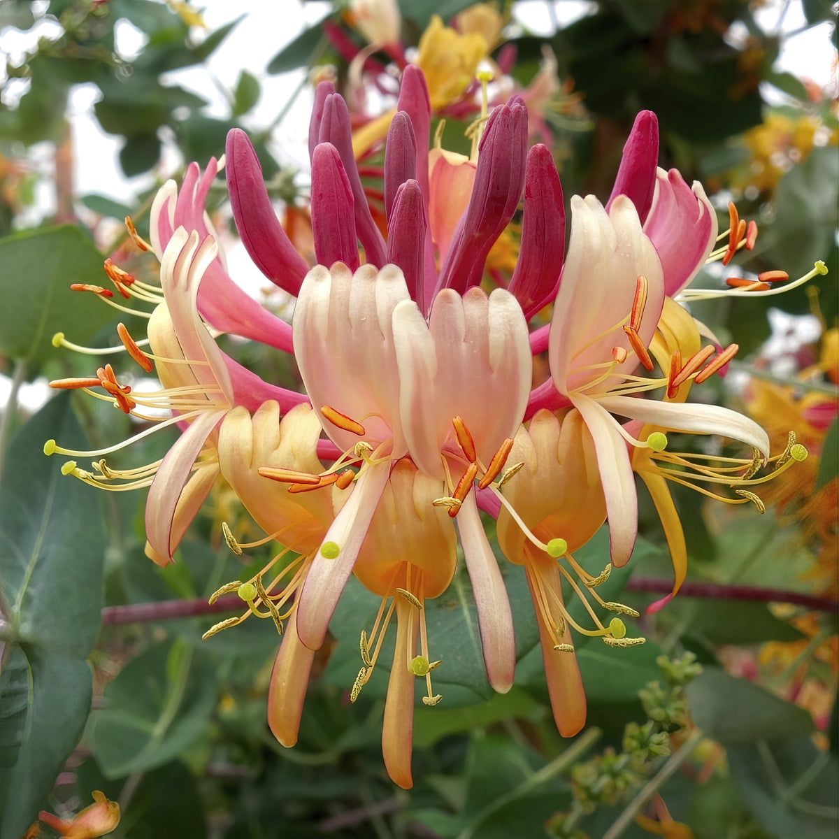 Lonicera 'Peaches & Cream' Honeysuckle - 3 Gallon Pot (NOVEMBER PICK UP SALE)