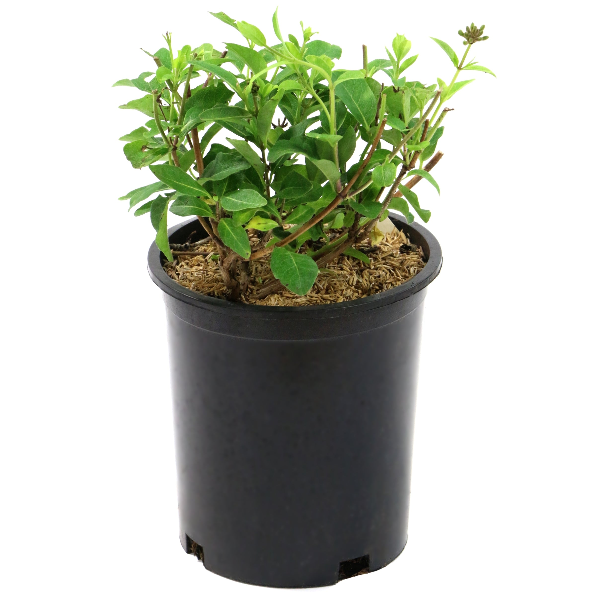 Lonicera Serotina  Honeysuckle - 1 Gallon Pot