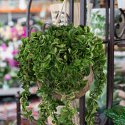 Hoya 'Hindu Rope' - 10" Hanging Basket