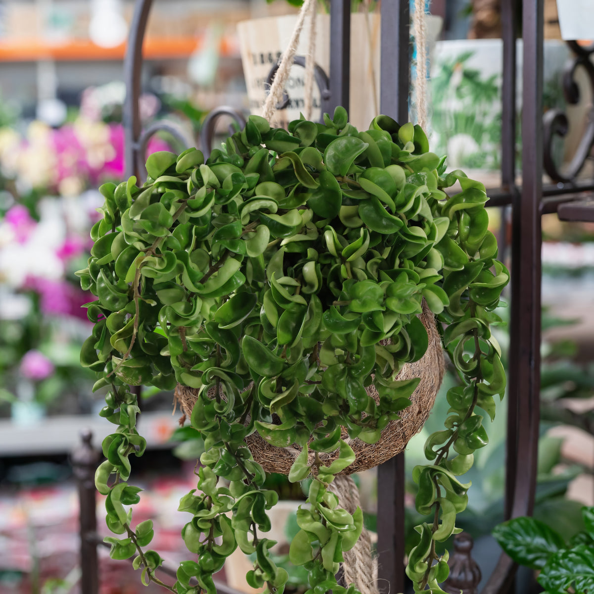 Hoya 'Hindu Rope' - 10" Hanging Basket