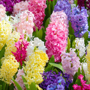 20-Piece Hyacinth Mix - Assorted Varieties