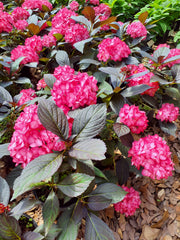 Electric Pink Hydrangea - 1 Gallon (Pick Up Sale Only)