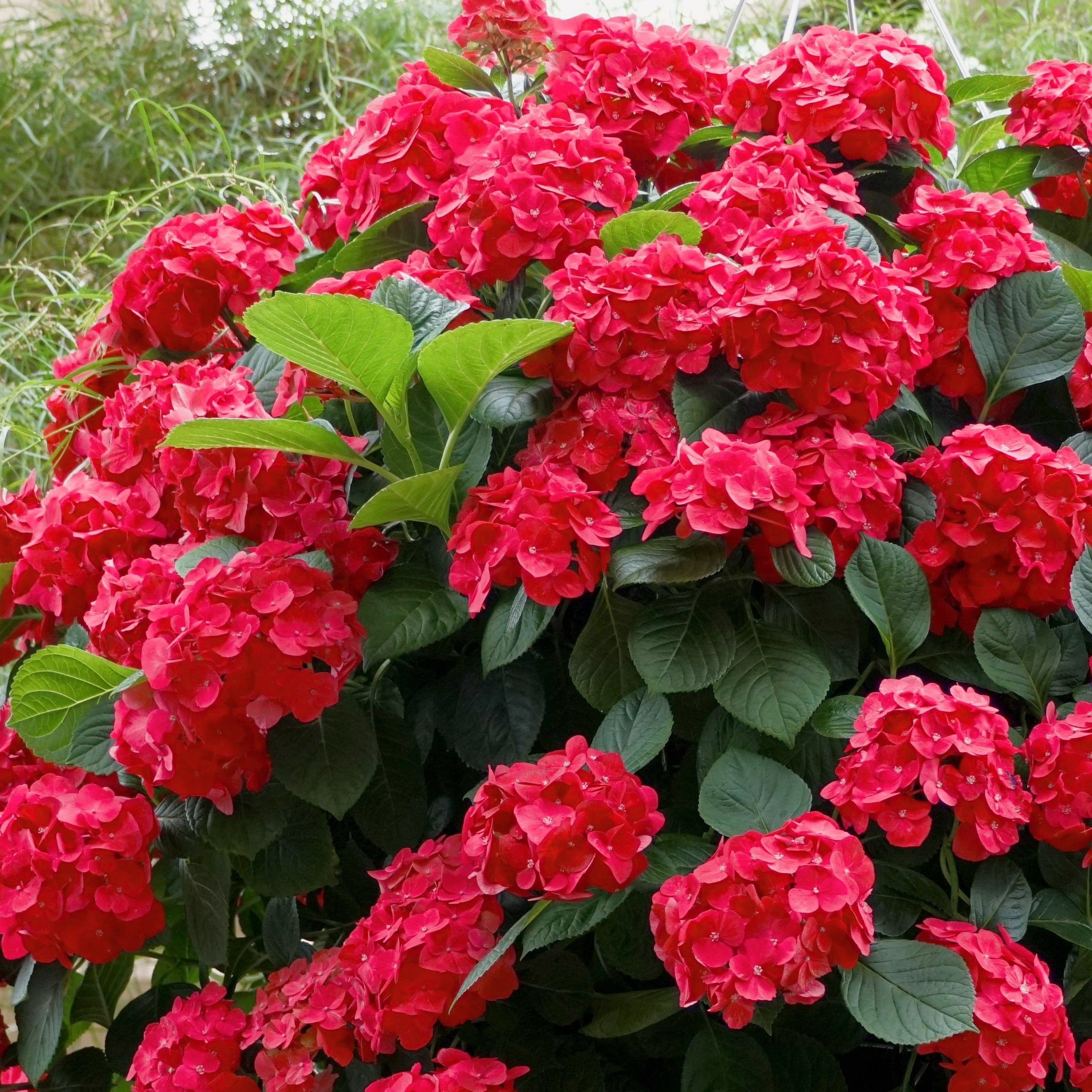3-Piece Red, White & Blue Hydrangeas, 4" Pots