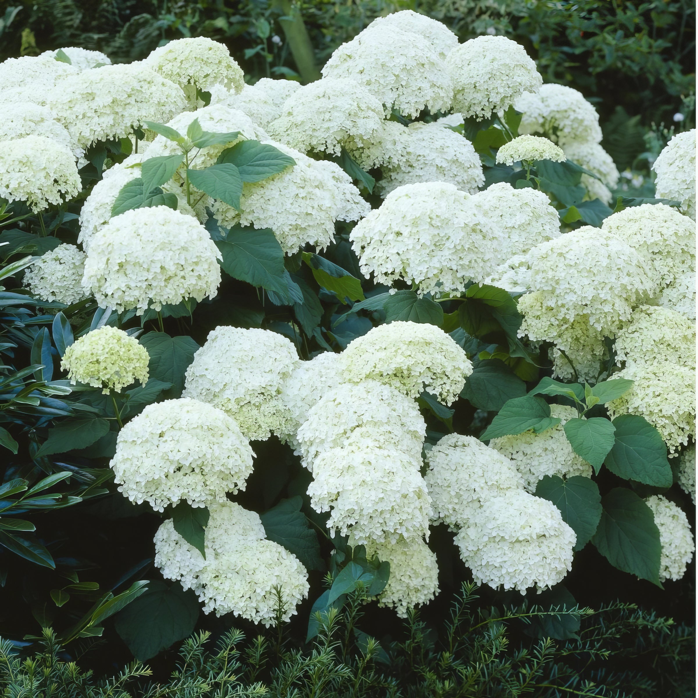 3-Piece Red, White & Blue Hydrangeas, 4" Pots