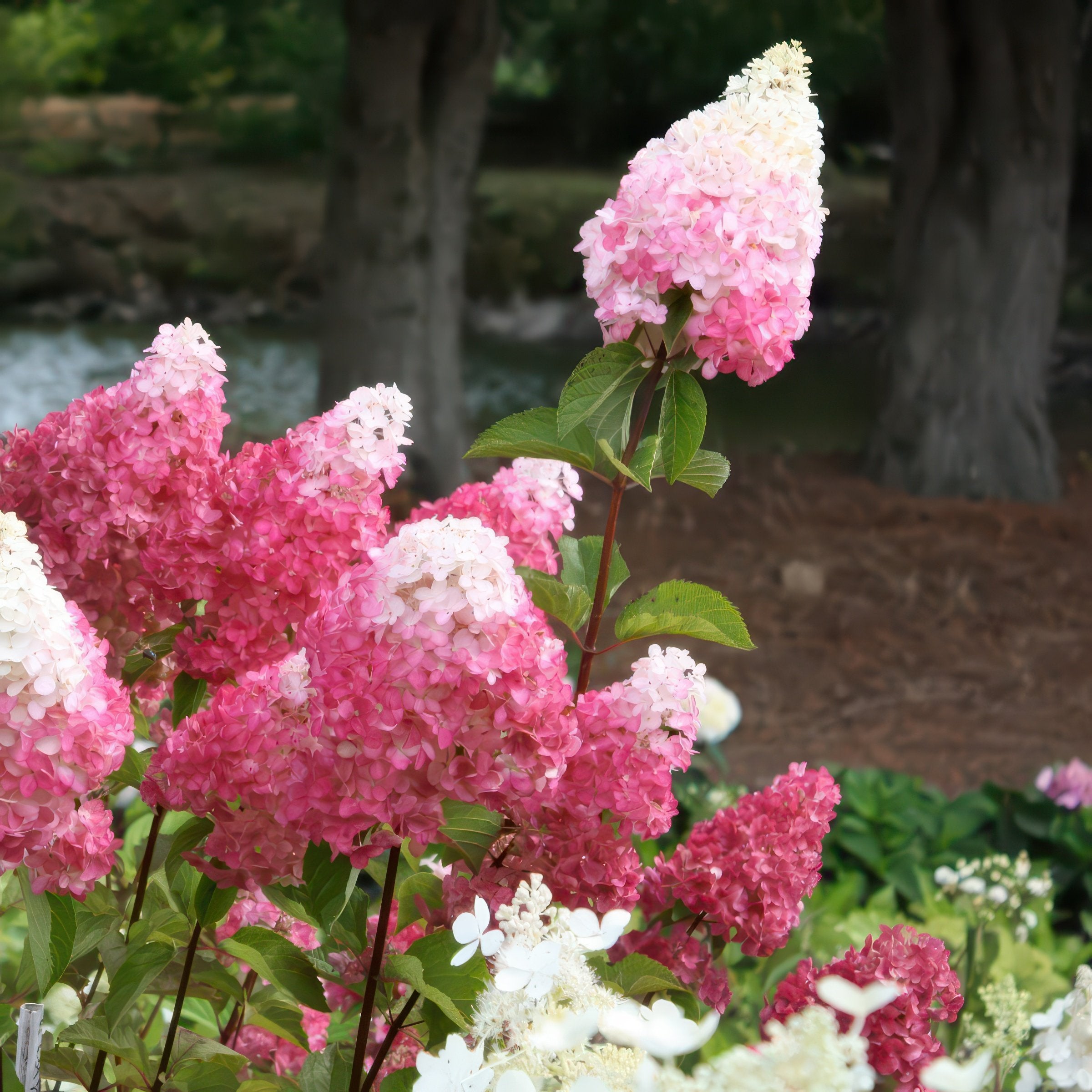 1 Hydrangea, Vanilla Strawberry Hydrangea - 6" Pot