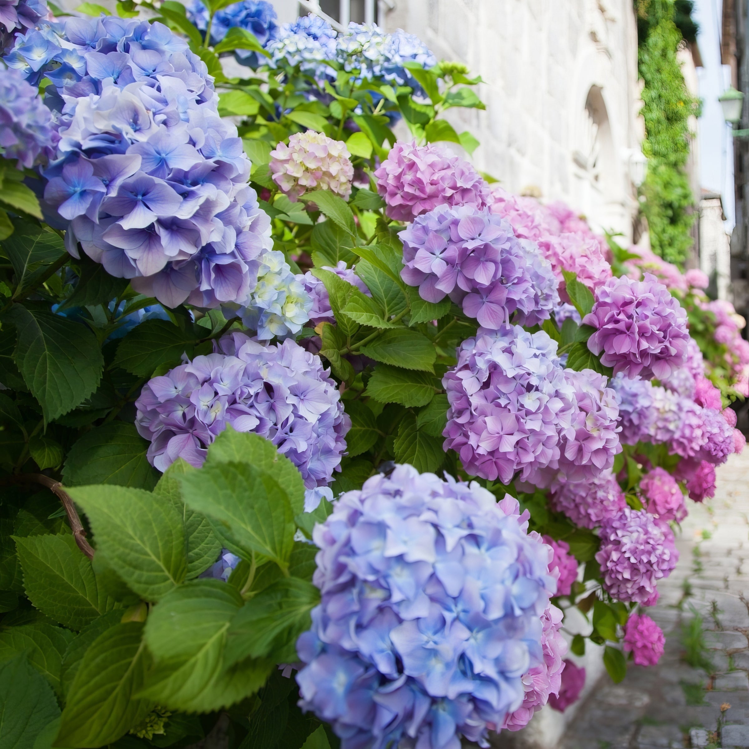 All Summer Beauty Hydrangea - 1 Gallon Pot