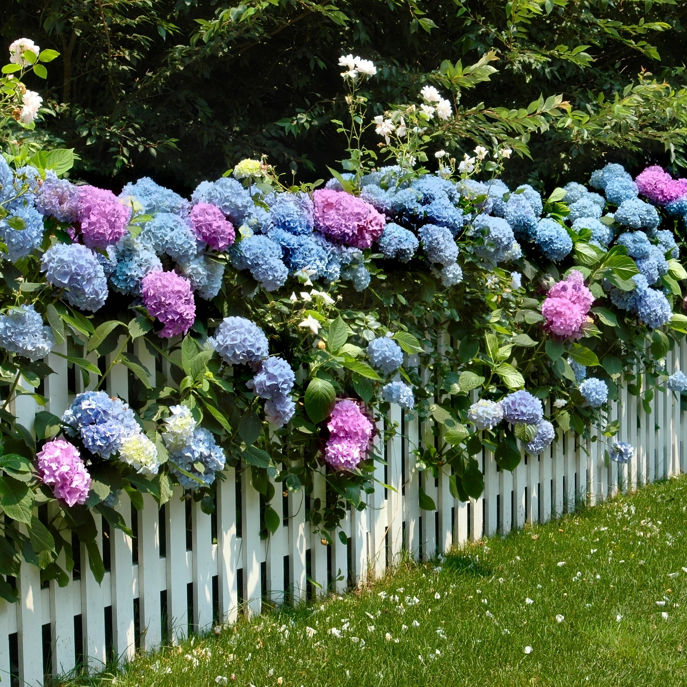 All Summer Beauty Hydrangea - 1 Gallon Pot