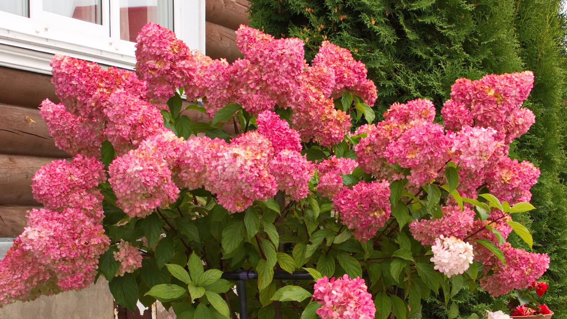 Cottage Farms Direct