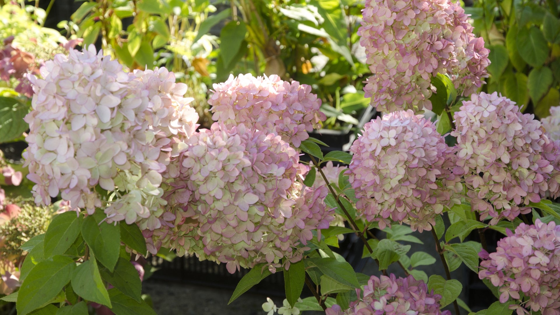 Cottage Farms Direct