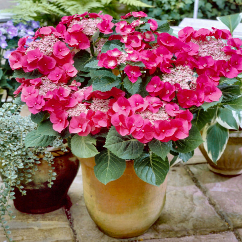Hydrangea Cherry Explosion 'McKay' - Square Quart (Pick Up Only)