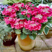 Hydrangea Cherry Explosion 'McKay' - Square Quart (Pick Up Only)