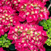 Glowing Embers Hydrangea - 1 Gallon Pot