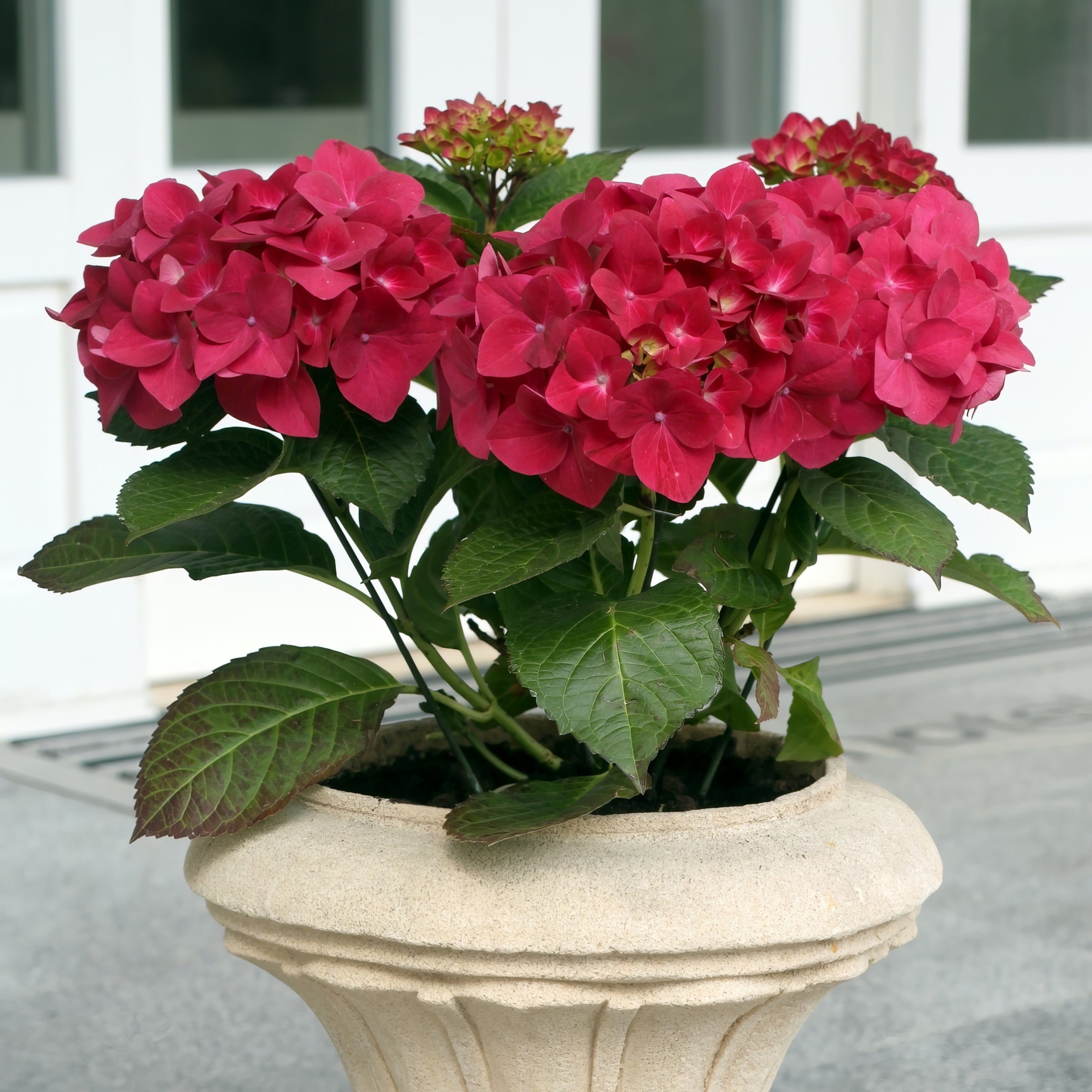 Glowing Embers Hydrangea - 1 Gallon Pot