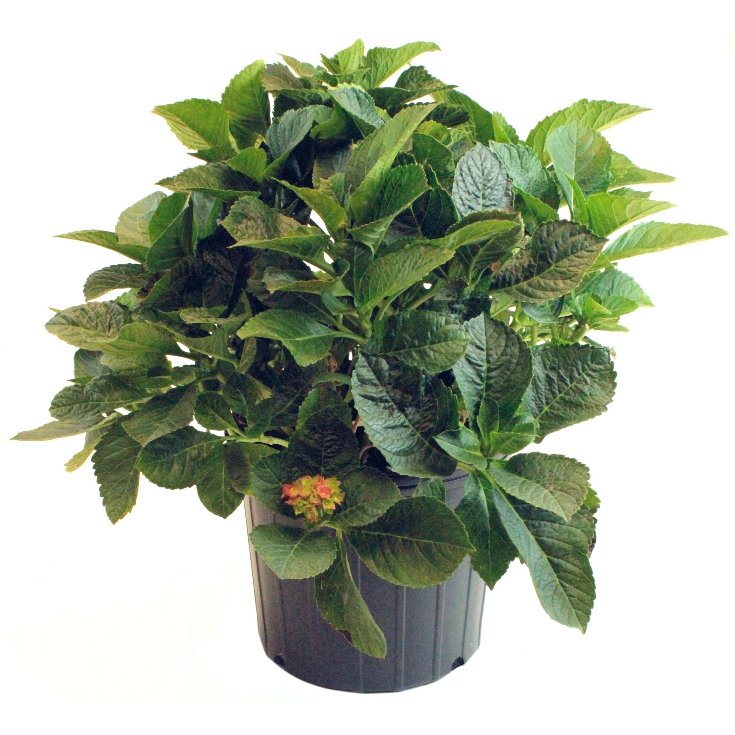 Glowing Embers Hydrangea - 1 Gallon Pot