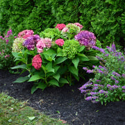 Hydrangea 'Lime Lovebird' - 4" (PICK UP ONLY)