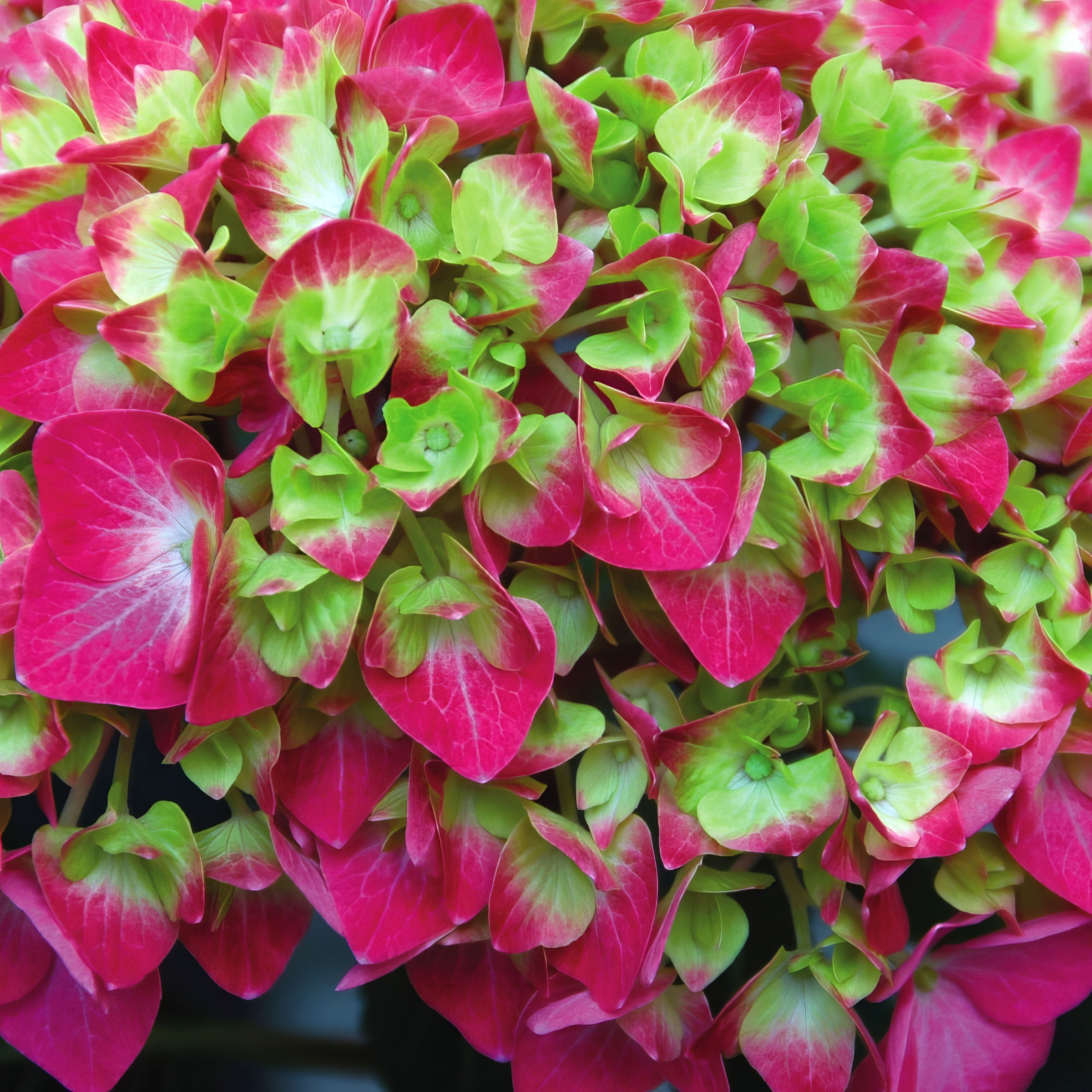 Hydrangea 'Lime Lovebird' - 4" (PICK UP ONLY)