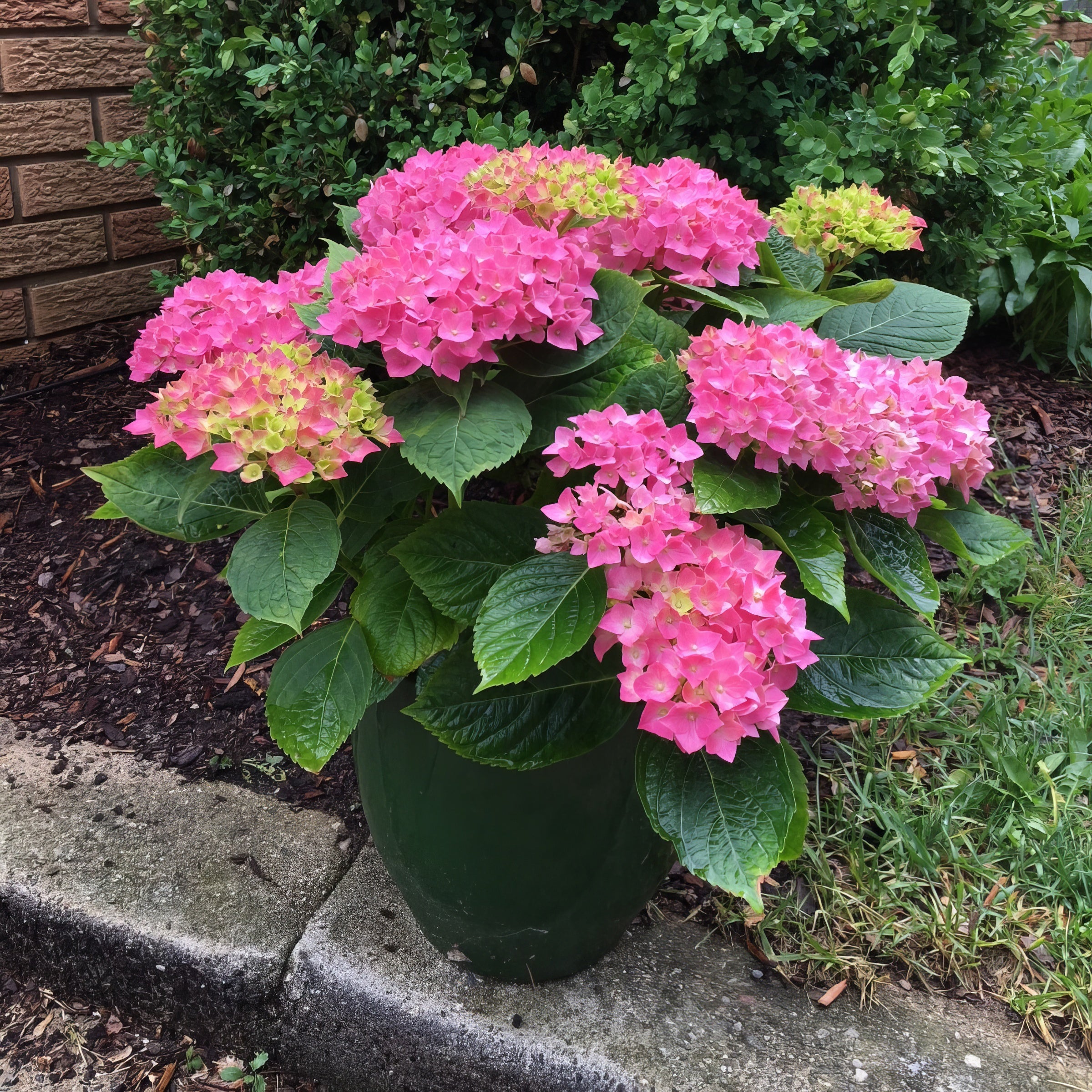Hydrangea 'Lime Lovebird' - 4" (PICK UP ONLY)