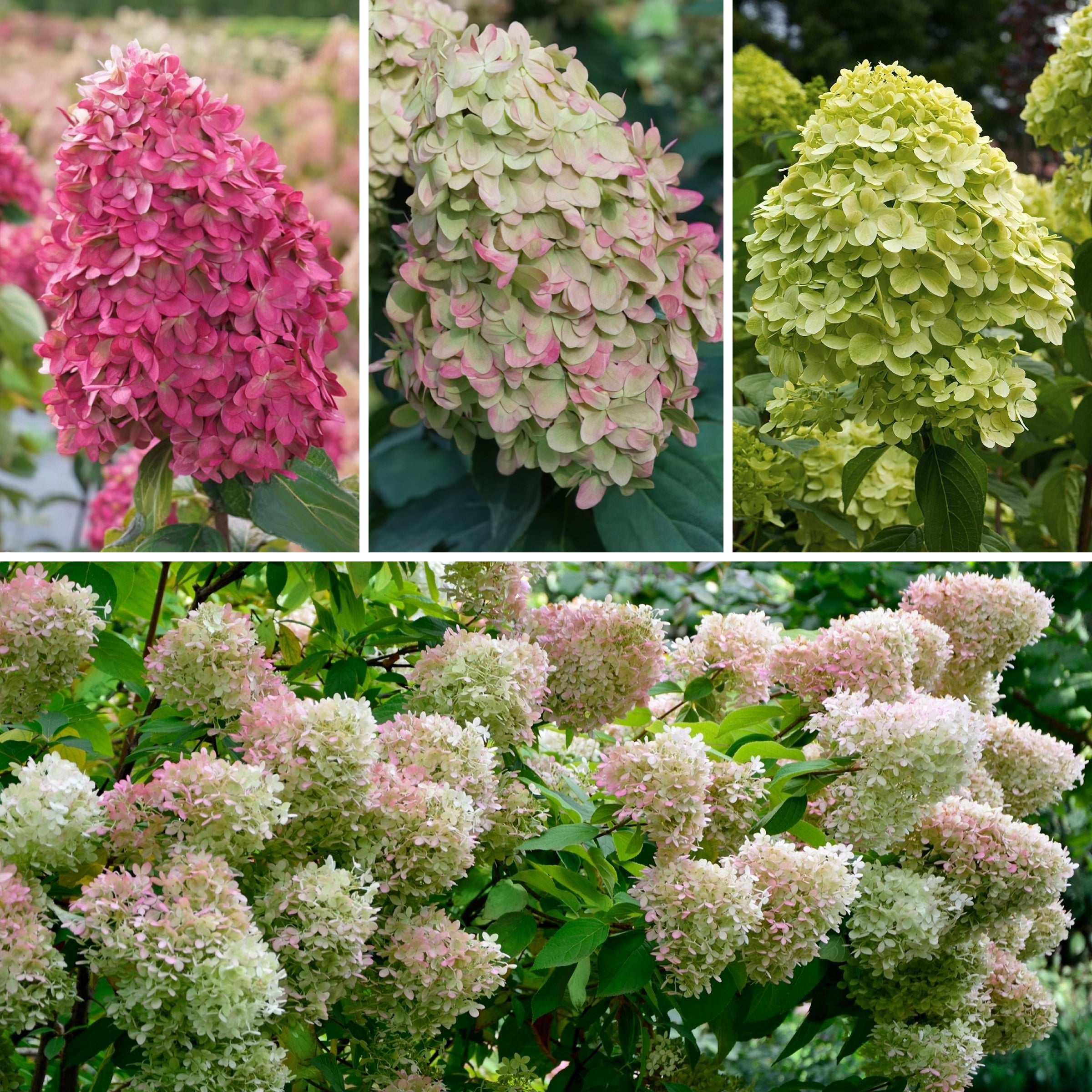 Hydrangea paniculata Limelight Tree - 2 Gallon Pot