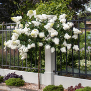 Hydrangea paniculata Limelight Tree - 2 Gallon Pot