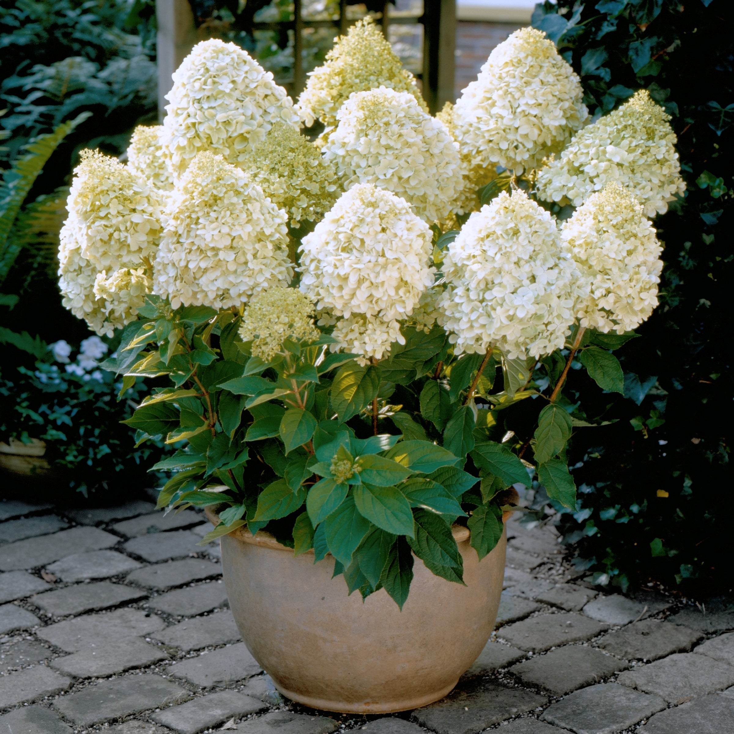 Hydrangea 'First Editions® Little Hottie® - 2G Pot