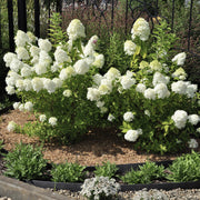 Hydrangea Piniculatas - Little Hottie - 1 Gallon Pot