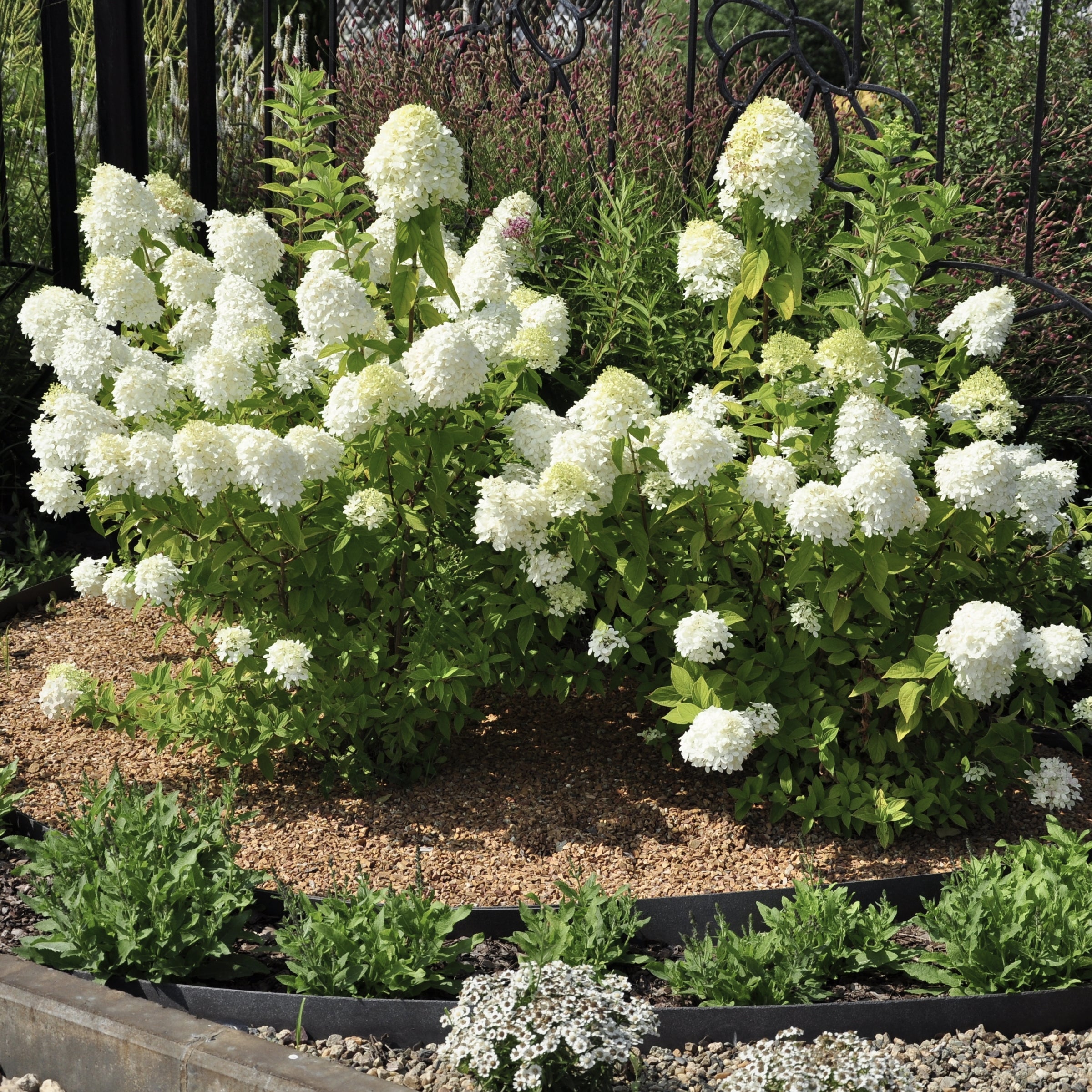 Hydrangea 'First Editions® Little Hottie® - 2G Pot