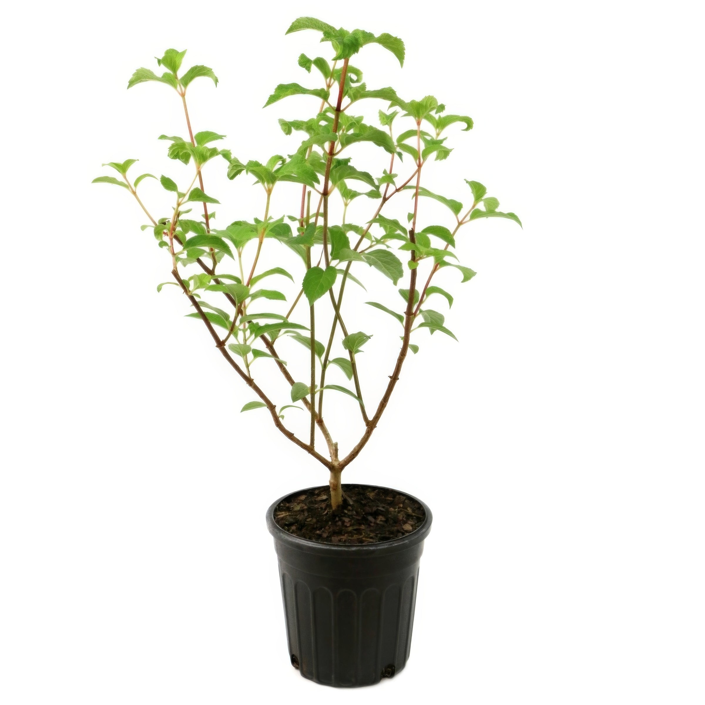 Hydrangea Piniculatas - Little Hottie - 1 Gallon Pot