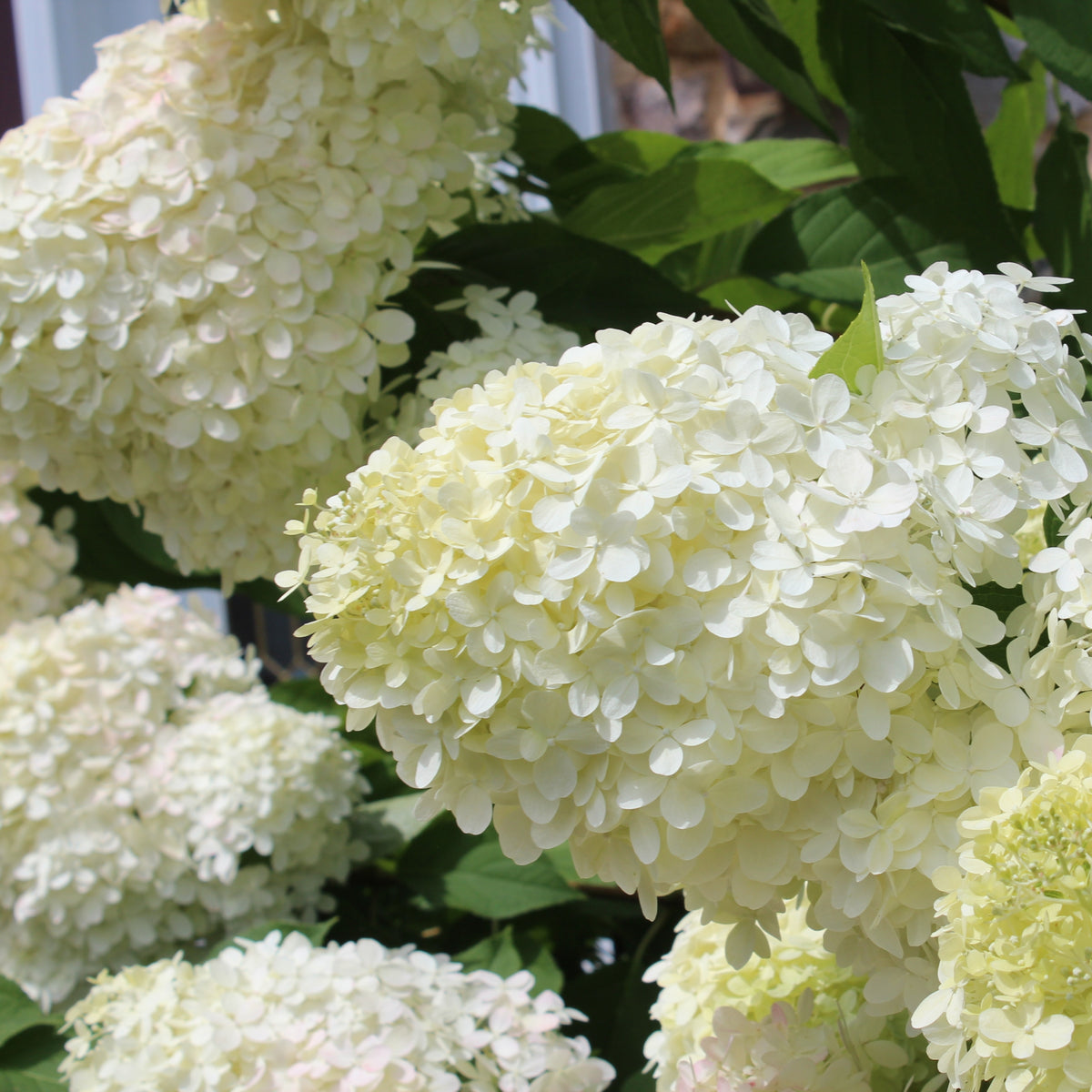 Hydrangea 'Phantom' SHRUB - 3 Gallon Pot