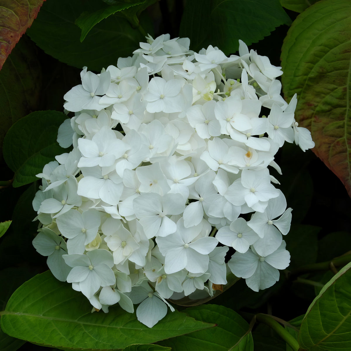 Snowcycle Hydrangea Hydrangea Snow Storm - 4
