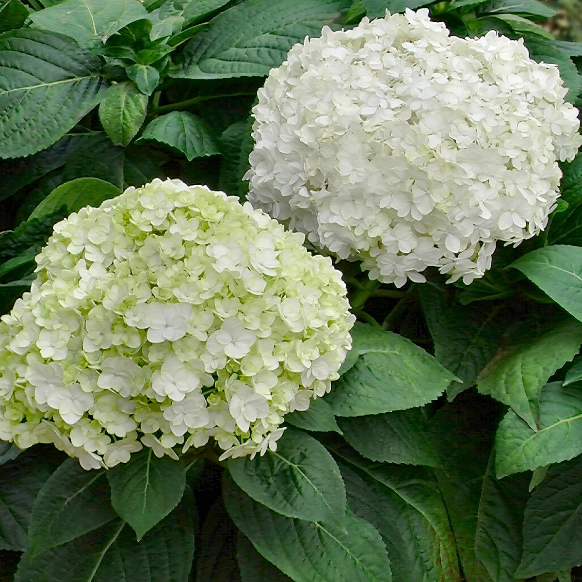 Snowcycle Hydrangea Hydrangea Snow Storm - 4